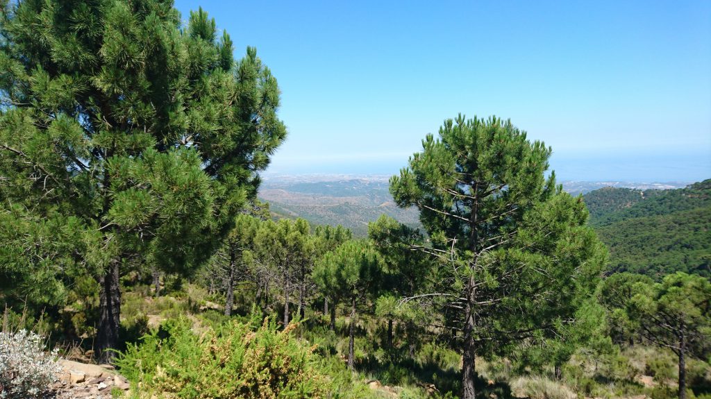 Los Reales de Sierra Bermeja